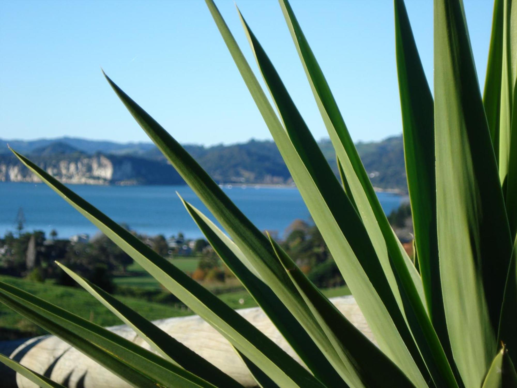 Ohuka Place Homestay Whitianga Bagian luar foto
